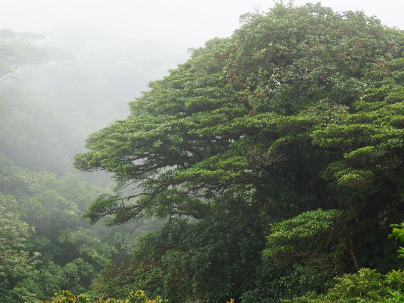 Monteverde